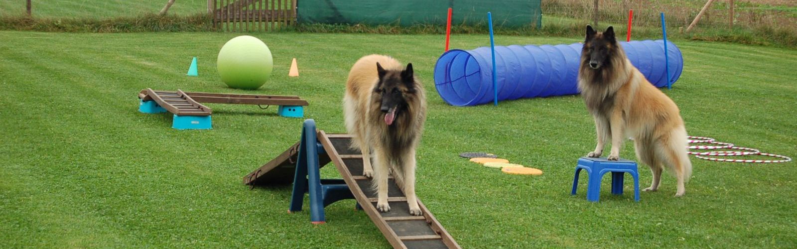 Hundeschule, Ausbildung und Coaching für Hunde