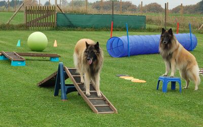 Dog Balance/ Gymnastricks (Indoor)