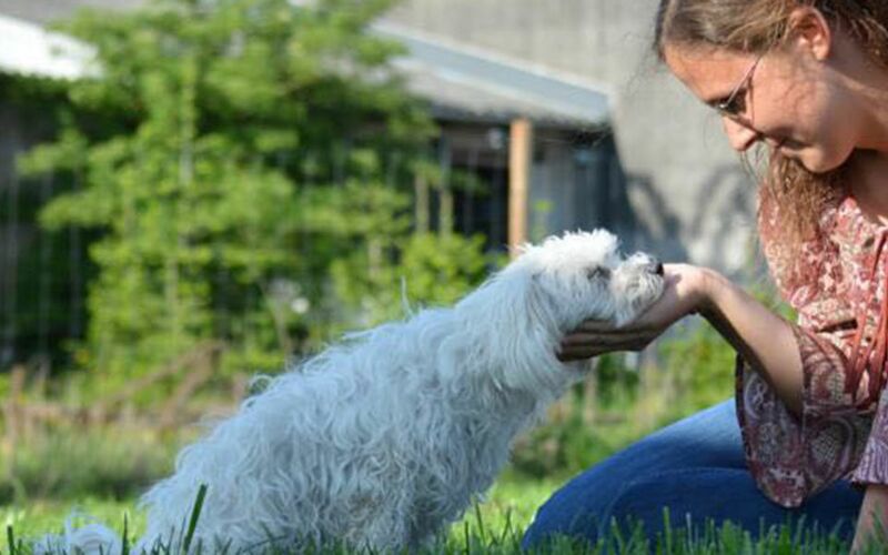 Beratung vor dem Hundekauf Beratung vor dem Hundekauf