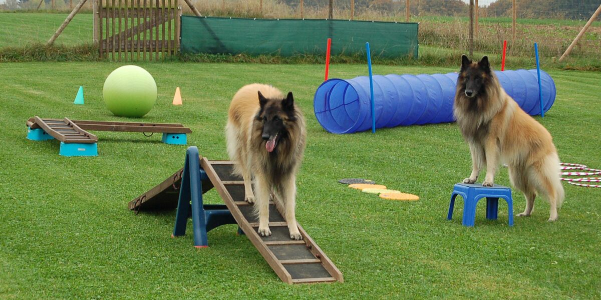 Dog Balance/ Gymnastricks (Indoor)