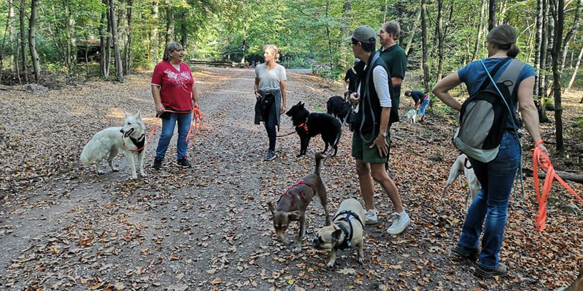 Dogmind Social Walk